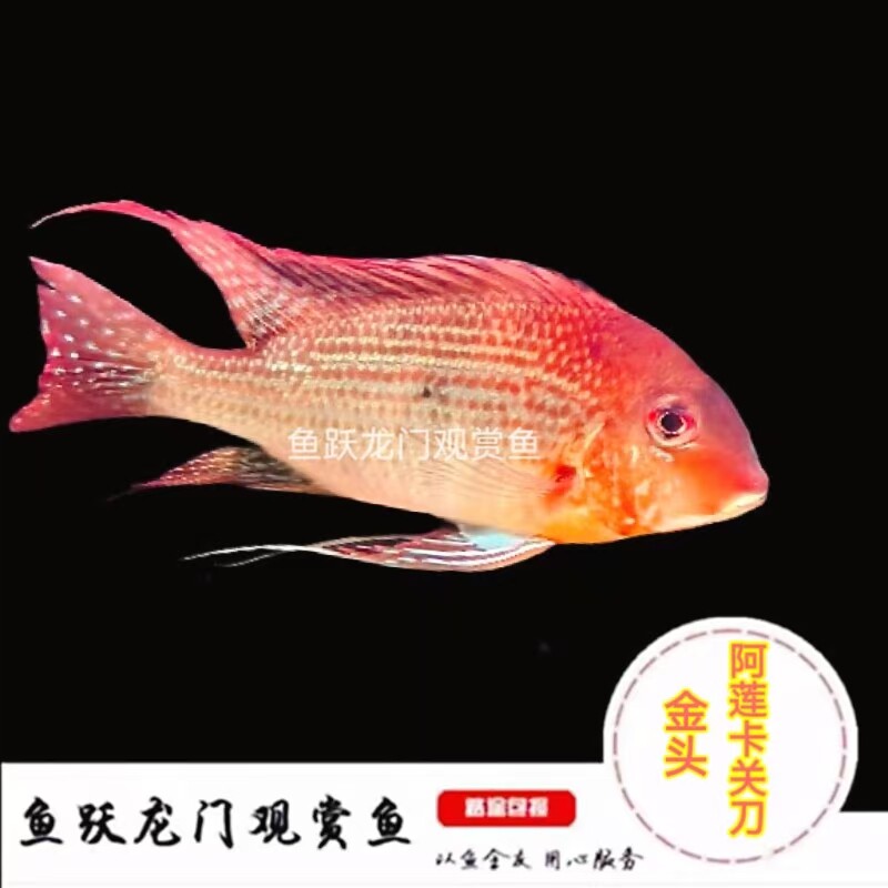 金头阿莲卡关刀鱼观赏鱼热带鱼网红宠物鱼龙缸配鱼