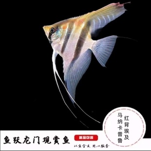 红背埃及神仙鱼马纳卡普鲁神仙鱼观赏鱼