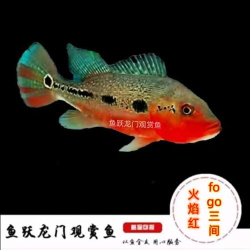 火焰fogo三间鱼佛哥龙缸高档配鱼
