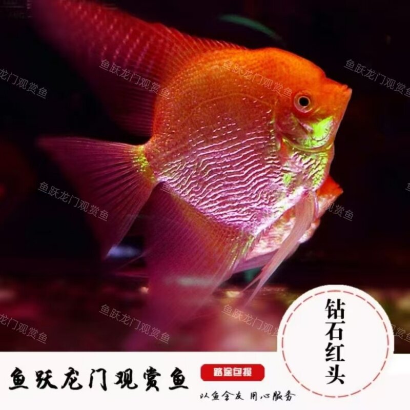 【钻石红头燕鱼】神仙燕鱼七彩神仙鱼中小型鱼混养