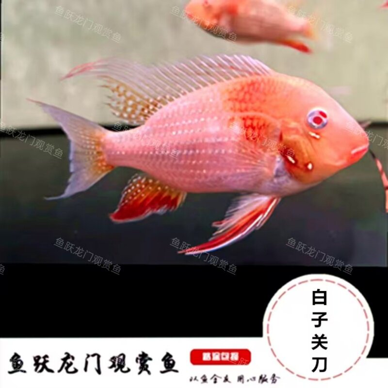 热带观赏鱼 南美食土鲷鱼 白子关刀鱼白子红眼关刀鱼龙缸配鱼