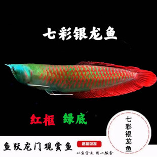 七彩银龙鱼活体鱼苗风水鱼金龙鱼红龙鱼黄化银龙鱼热带观赏鱼包活