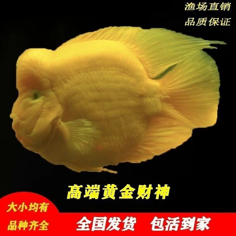 热带观赏鱼黄金财神鱼元宝鱼起头财神鱼黄财神鱼血鹦鹉鱼活体