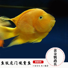 热带观赏鱼黄金财神鱼元宝鱼起头财神鱼黄财神鱼血鹦鹉鱼活体