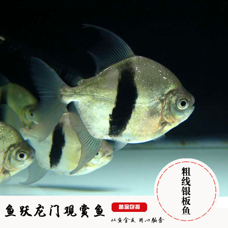 粗线银板鱼龙缸配鱼群游鱼