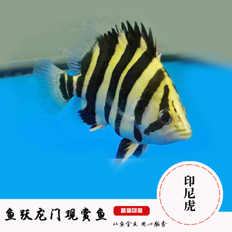 印尼虎四纹虎三纹虎苏门答腊虎印尼杂纹虎入门练手虎鱼活体鱼