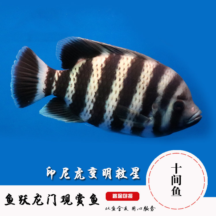 十间鱼淡水鱼热带鱼观赏鱼龙鱼配鱼非洲十间鱼印尼虎变明救星活体