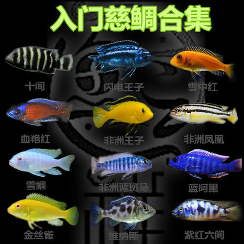 三湖慈鲷马鲷鱼新手入门级马鲷鱼