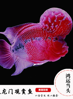 观赏鱼泰国鸿运当头罗汉鱼苗花罗汉热带鱼活体满银金花包邮包活