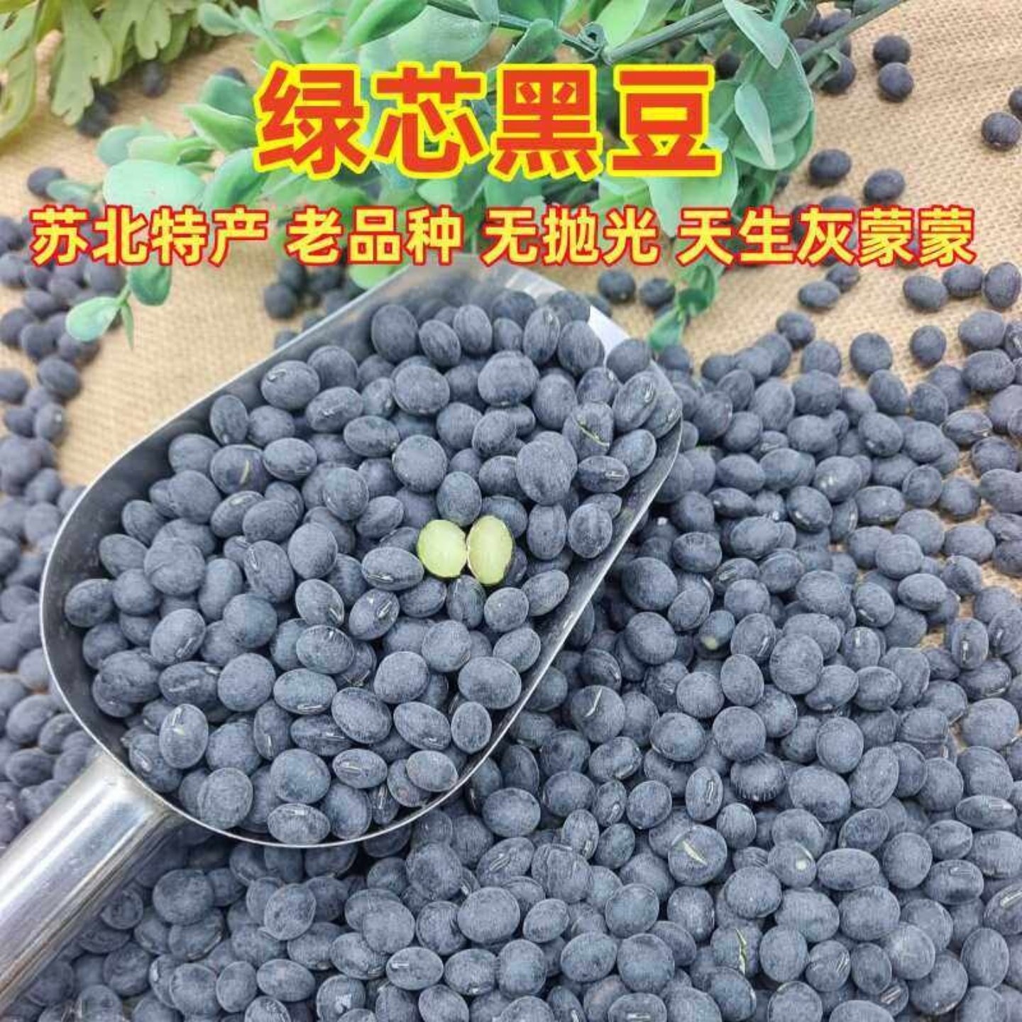 黑豆新货农家绿心黑豆生的打豆浆无抛光老品种苏北大粒绿芯心黑豆