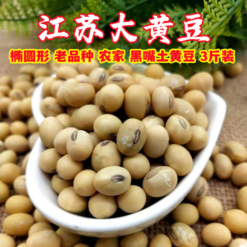 新黄豆3斤椭圆形老品种黄豆农家自产苏北黑脐王豆浆豆腐原料包邮