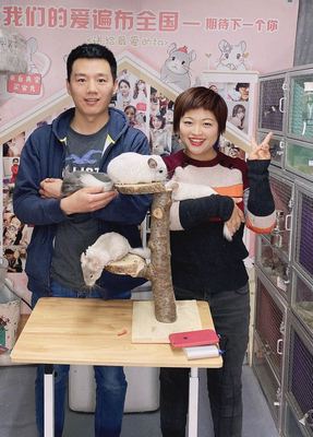 公仔宝贝银斑标灰粉白宝宝