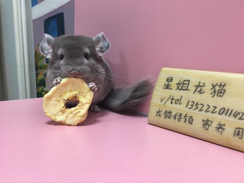 星姐龙猫解馋兔子金丝熊龙猫豚鼠小零食苹果干 苹果片