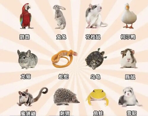 海淀上门喂养宠物仓鼠龙猫豚鼠松鼠蜜袋鼯荷兰猪兔子 鹦鹉猫狗鱼