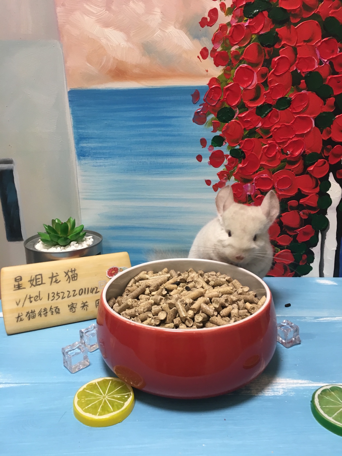 星姐龙猫小宠垫料除臭吸水木粒兔子龙猫天竺鼠除臭用品2500克