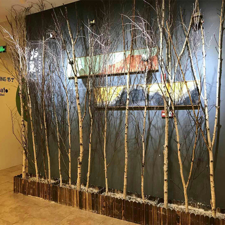 干树枝白桦树装饰树叶婚庆白树枝酒店橱窗吊顶造型树木活动白树枝