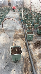 流泉枫造型枫树中式盆景侘寂风室内绿植日本黄金枫树客厅书房植物