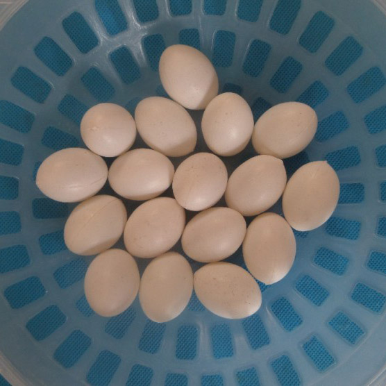 鸽子注水假蛋优质假蛋以假乱真赛