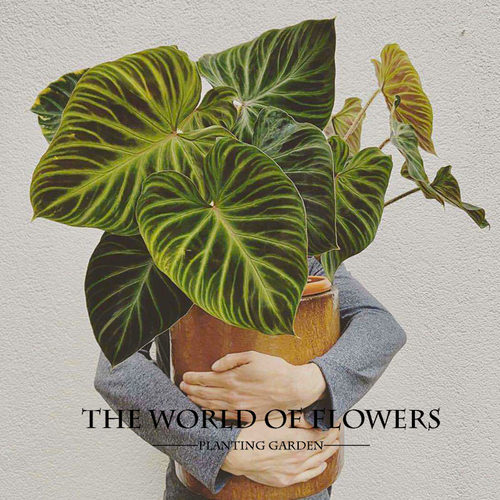 荧光植物质量怎么样 荧光植物口碑怎么样 小麦优选