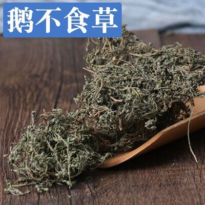 云南野生鹅不食草中药材