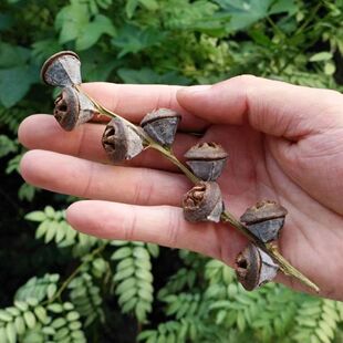 云南野生一口钟一口盅扣子七胜利果红喇叭花可泡酒白树球中药材