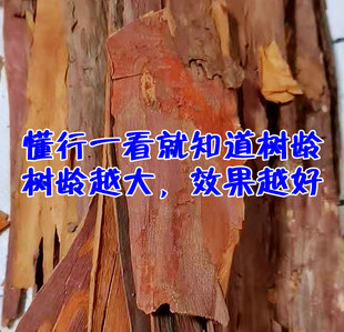 老树红豆杉树皮高海拔中高树龄红豆杉皮药 500g红豆杉树皮材