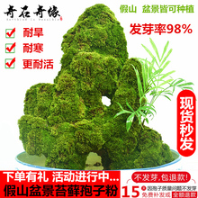 草籽 上水石吸水石苔藓种子假山孢子粉盆栽水陆缸鲜活青苔植物四季