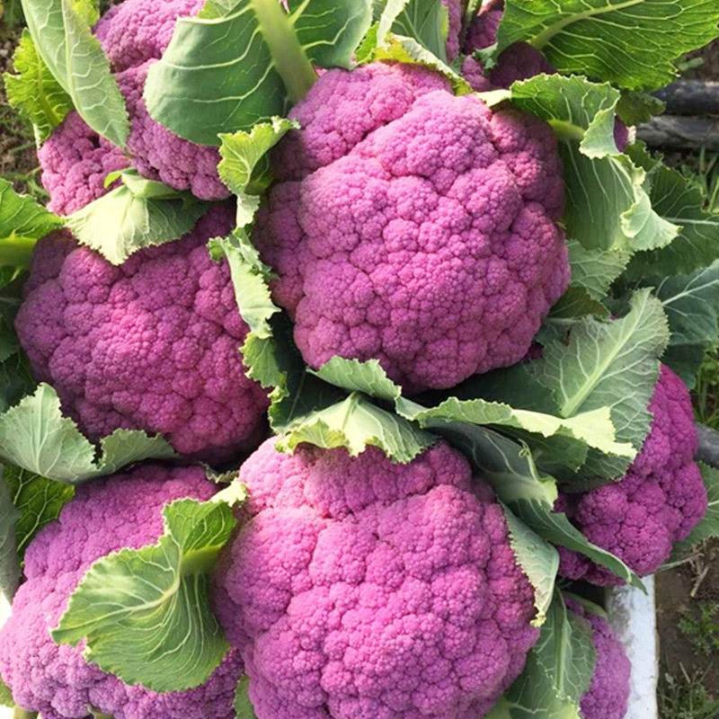 稀有蔬菜品种多少钱 稀有蔬菜品种优惠券免费领取 有条鱼