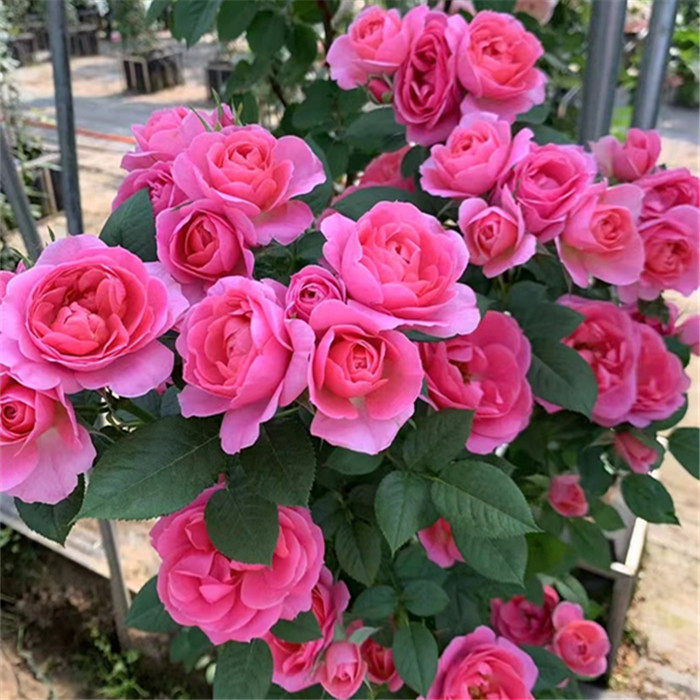 闪耀珠宝 棒棒糖树桩月季 大花浓香型 四季开花