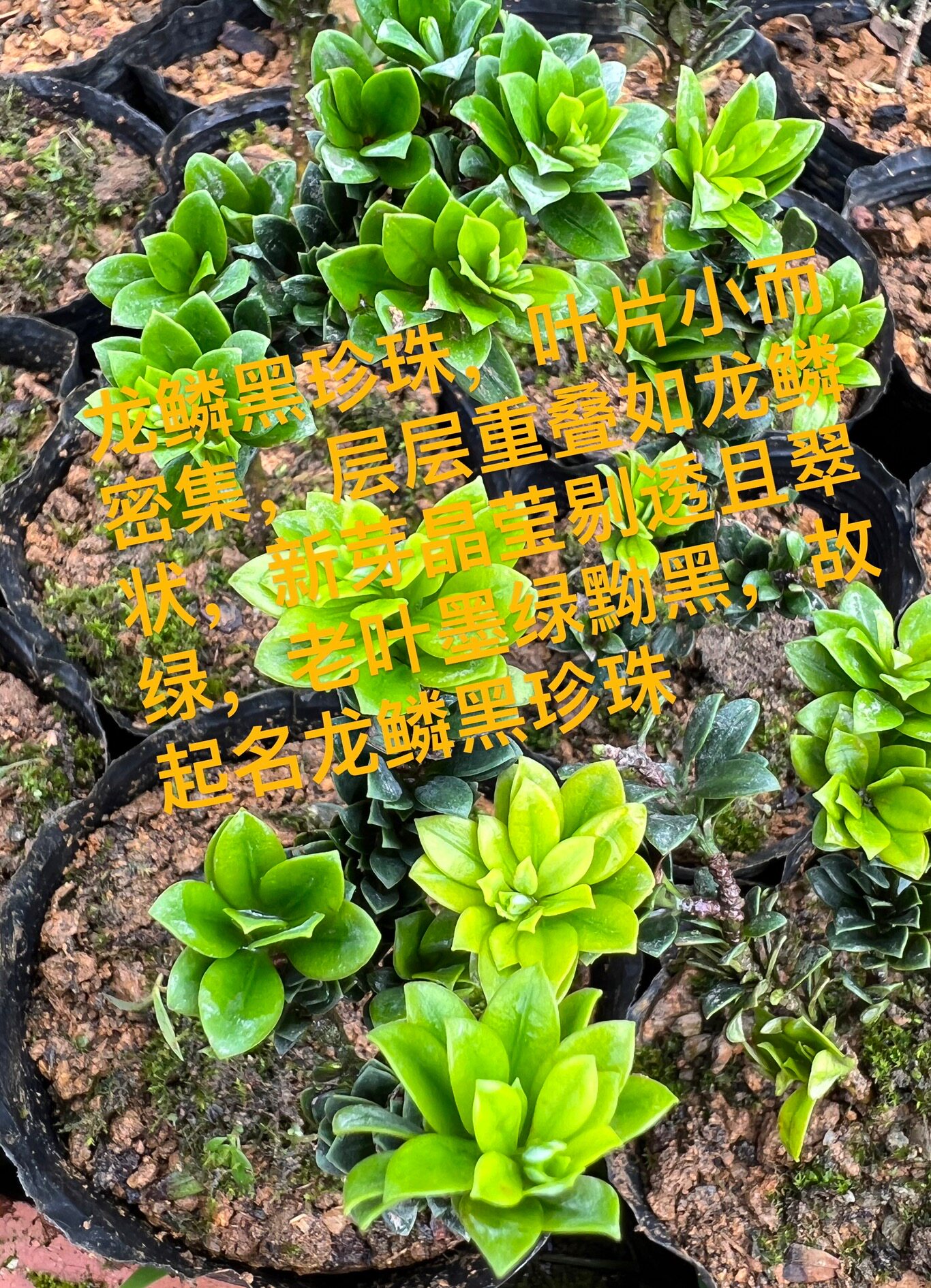 龙鳞黑珍珠罗汉松 元宝山珍珠罗汉松 小品盆景盆栽绿植罗汉松