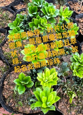 龙鳞黑珍珠罗汉松 元宝山珍珠罗汉松 小品盆景盆栽绿植罗汉松