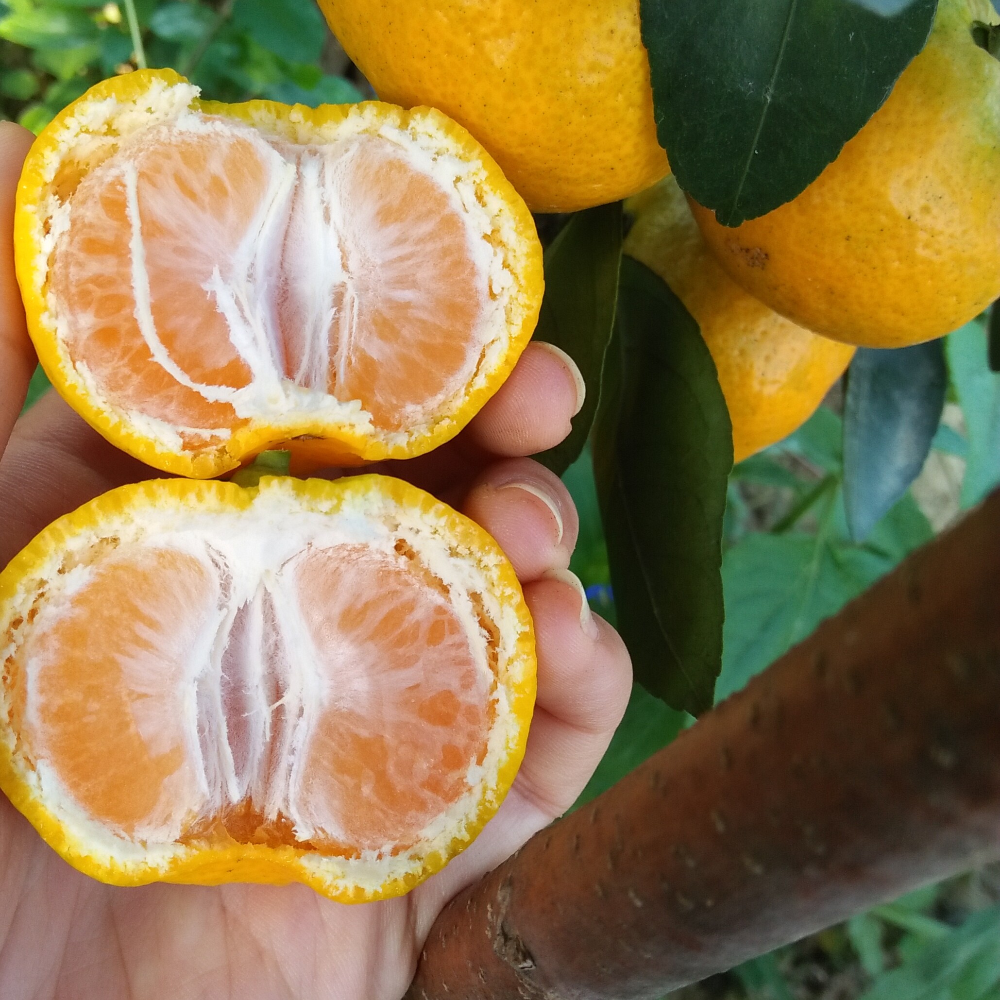 新鲜水果湖南郴州东江湖蜜桔酸甜郴州桔子孕妇小孩水果皮薄多汁