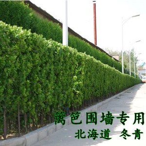 法国冬青树苗庭院篱笆四季常青绿篱植物珊瑚树苗别墅庭院围墙冬青