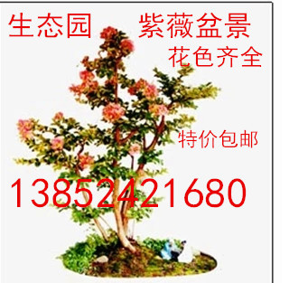 名贵紫薇树桩盆景绿植红火球包邮
