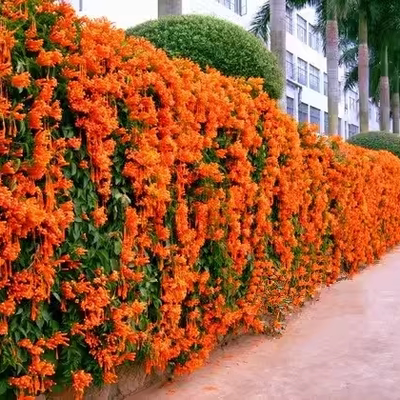 新品炮仗花鞭炮花美丽易活藤本攀援绿植围墙花庭院窗台苗紫藤凌霄