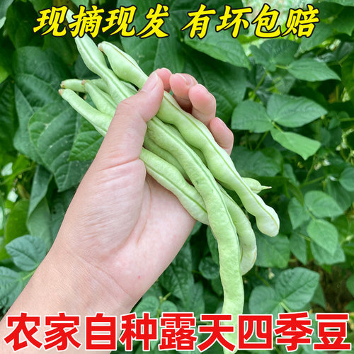 露天四季豆脆嫩农家老品种豆角现摘现发应季蔬菜新鲜芸豆青豆角