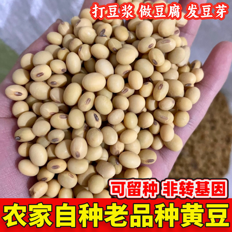 农家自种老品种新黄豆打豆浆做豆腐脑非转基因黑肚脐土黄豆小黄豆