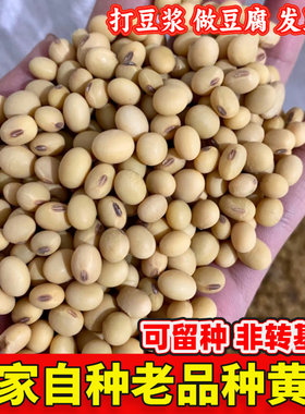 农家自种老品种新黄豆打豆浆做豆腐脑非转基因黑肚脐土黄豆小黄豆
