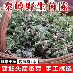 野生现采新鲜茵陈白蒿茵陈应季时令野菜茵陈红枣茶饭店专现采现发
