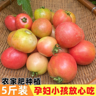 农家沙瓤西红柿自然成熟新鲜土番茄薄皮柿子生吃蔬菜水果现摘现发