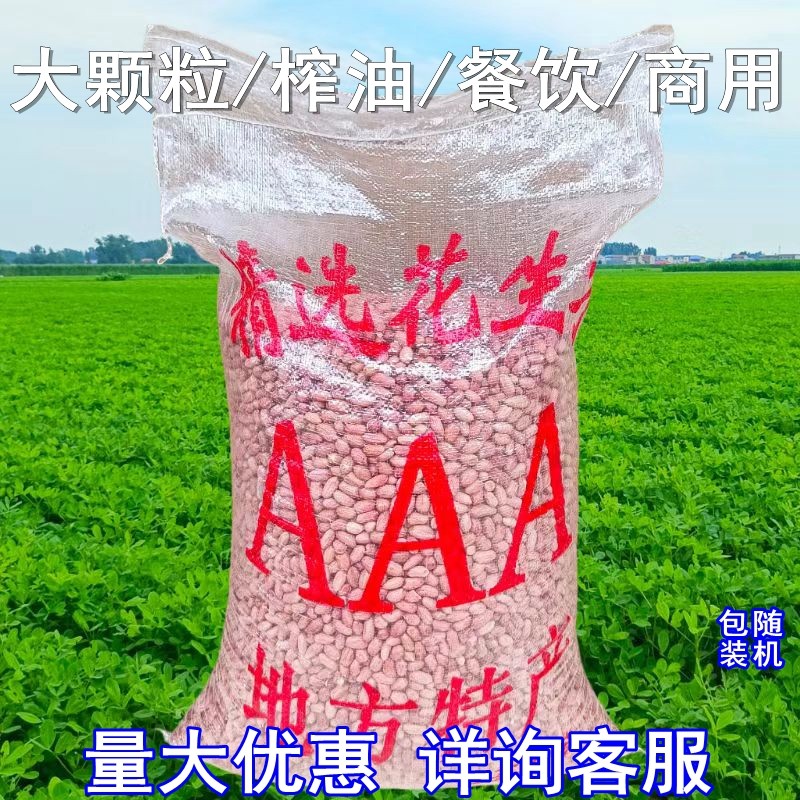 大粒花生米河南开封榨油花生米图片