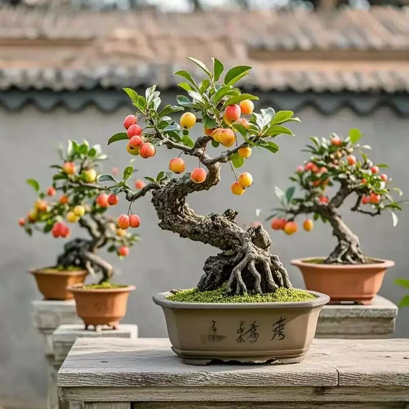海棠花冬红果盆景造型老桩