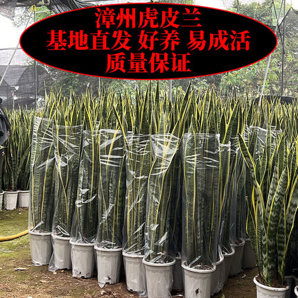 金边虎皮兰盆栽室内客厅大型绿植花卉好养活耐旱易成活四季常青