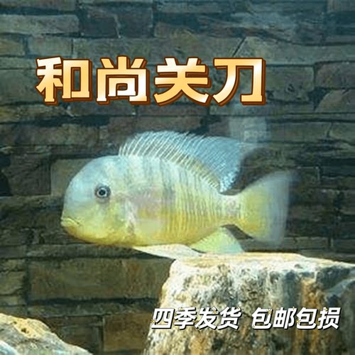 七彩和尚关刀食土鲷好养易活