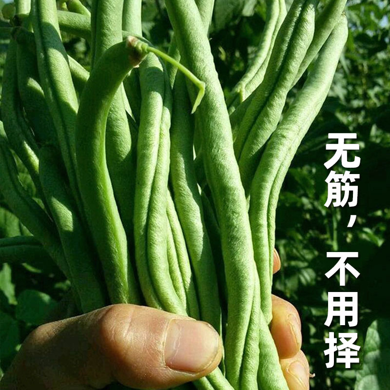 农家无筋豆豆架豆王种子种籽冬豆种四季豆豆角芸豆扁豆蔬菜孑子早