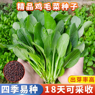 鸡毛菜种子易种蔬菜种子阳台四季 盆栽青菜上海青油菜种子高产耐寒