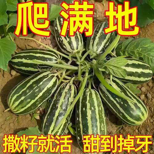 甜掉牙甜瓜种子高产庭院阳台水果
