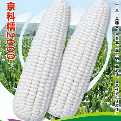京科9号甜糯玉米种子限时包邮