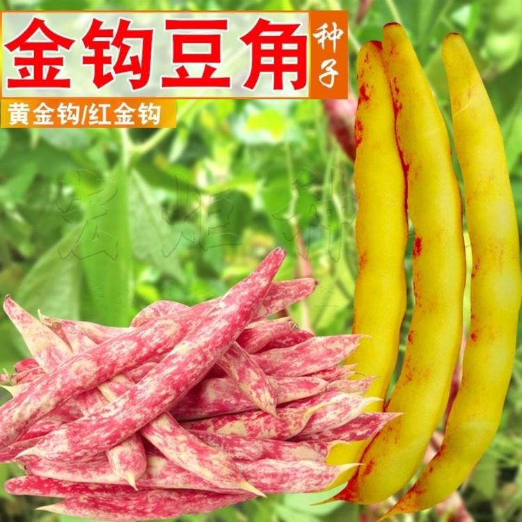 蔬菜黄金钩种子春秋两季高产架豆