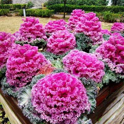 紫色羽衣甘蓝种子可食用